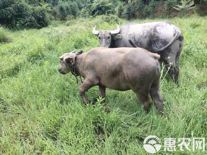 湖北适合养哪些水牛品种？-图1