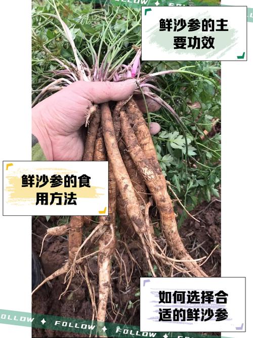 沙参种植与价格产量有何关联？-图1