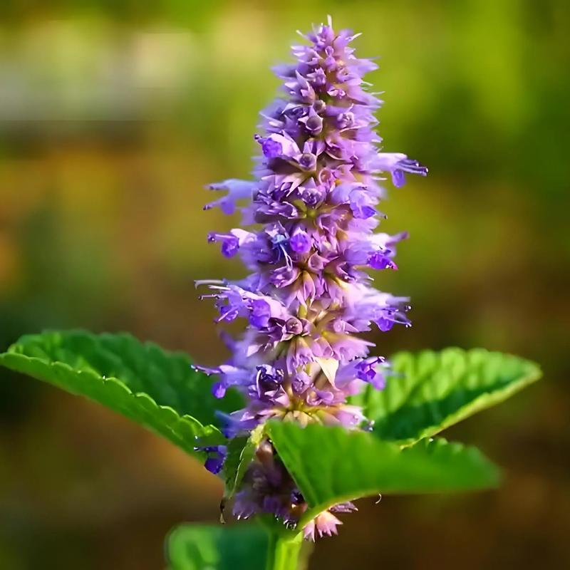 家庭盆栽藿香怎么种？-图1