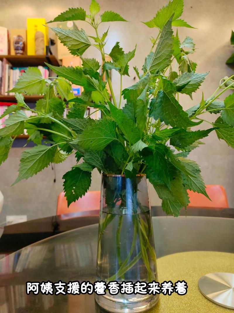 家庭盆栽藿香怎么种？-图2