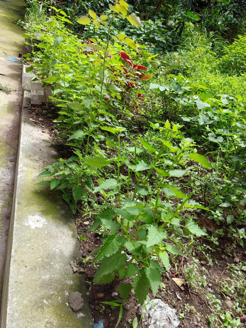 家庭盆栽藿香怎么种？-图3