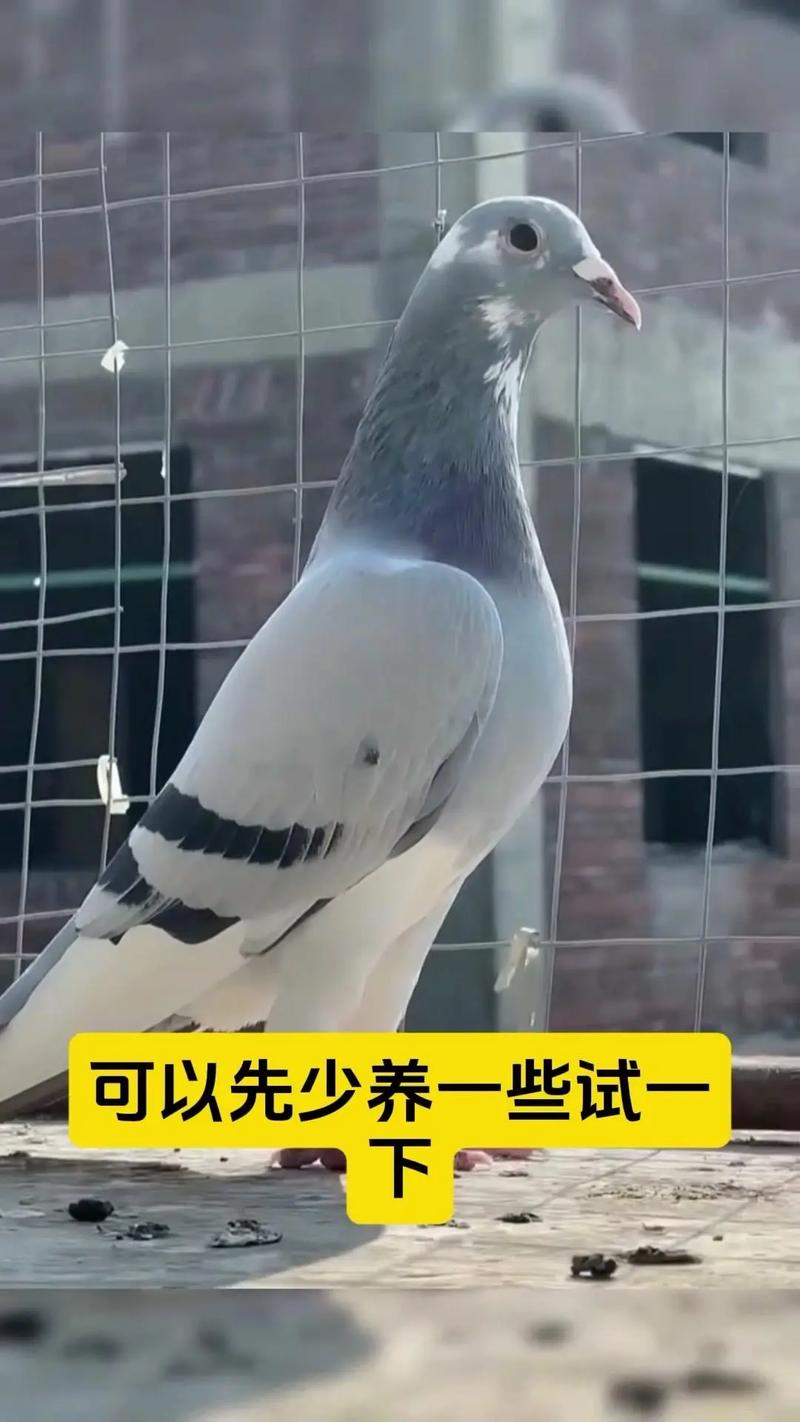 肉鸽养殖技术视频，新手如何快速掌握？-图1