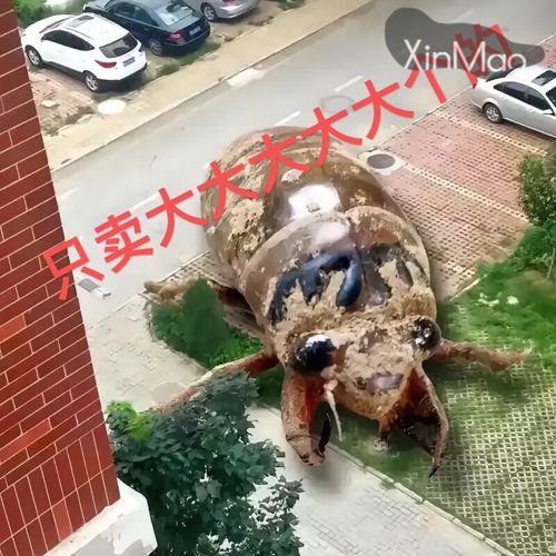 山东金蝉哪里价格最低？-图1