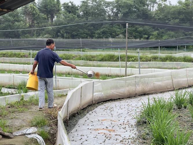 江苏青蛙养殖养殖技术-图2