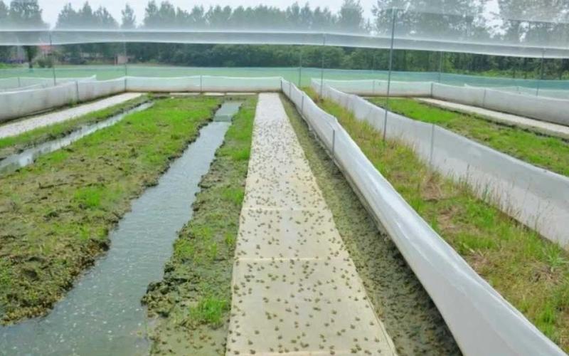 江苏青蛙养殖养殖技术-图3