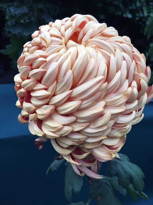 哪种菊花品种颜值更高？-图2