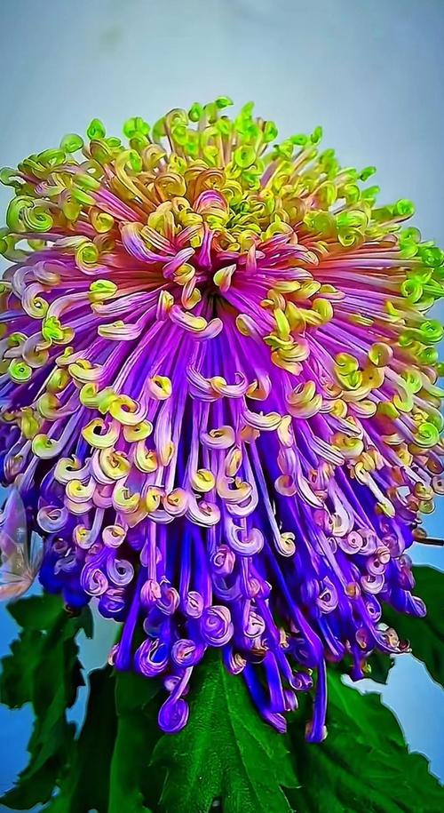 哪种菊花品种颜值更高？-图3