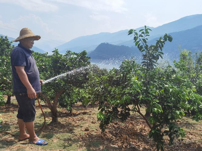 柑橘施肥技术视频有哪些关键要点？-图1