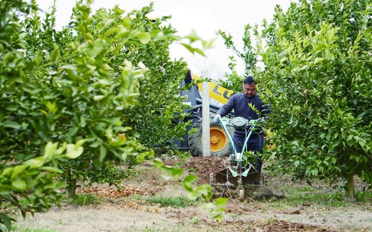 柑橘施肥技术视频有哪些关键要点？-图3