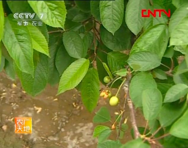 致富技术有哪些?农广天地教你种啥能赚钱?-图2 致富技术有哪些?农广天地教你种啥能赚钱?-图2