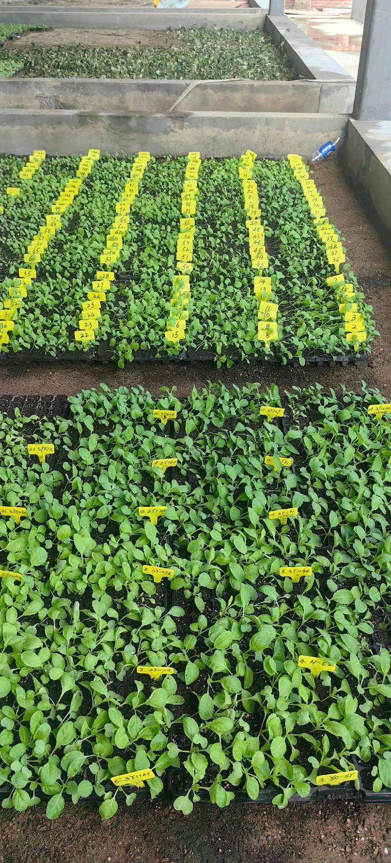 露地越冬蔬菜，哪些品种能安全过冬？-图1