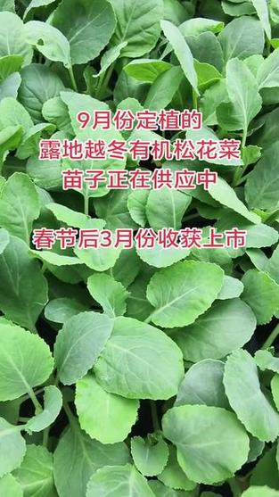 露地越冬蔬菜，哪些品种能安全过冬？-图2