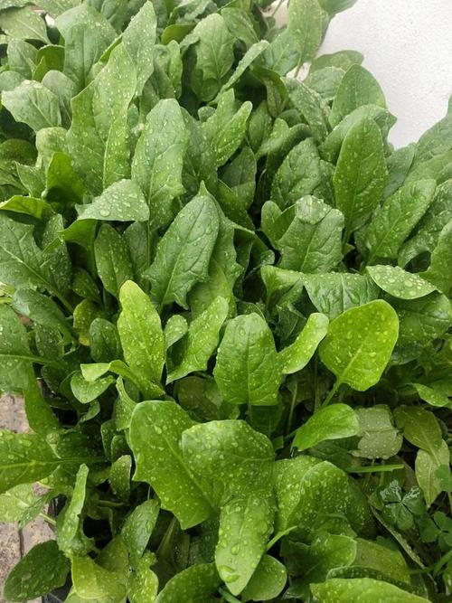 露地越冬蔬菜，哪些品种能安全过冬？-图3