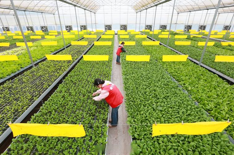 基质栽培蔬菜视频，关键技术点有哪些？-图1