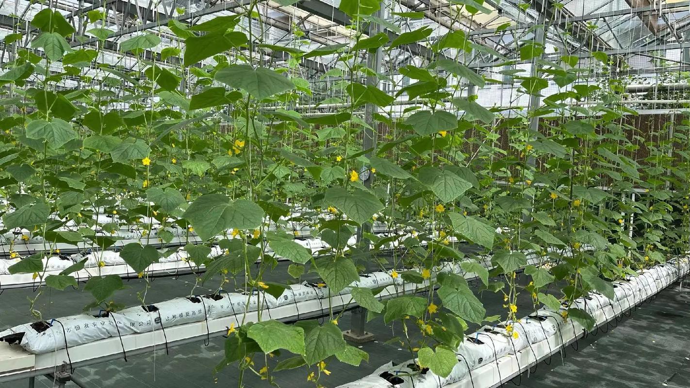 基质栽培蔬菜视频，关键技术点有哪些？-图2