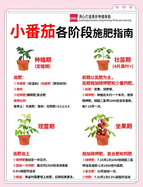 西红柿施肥管理有哪些关键技术要点？-图1