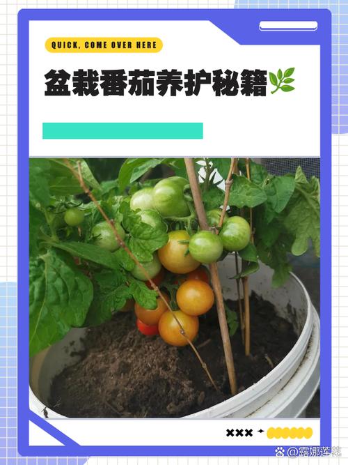 西红柿施肥管理有哪些关键技术要点？-图2