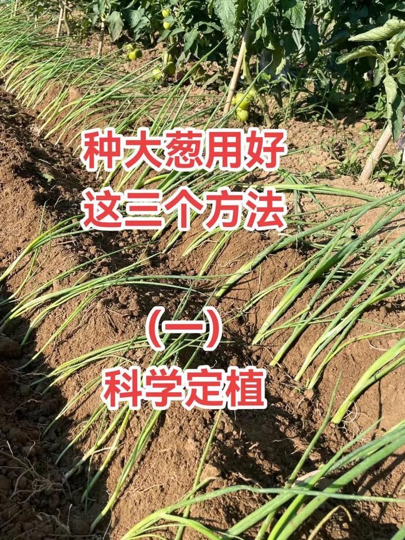 鳞茎种植小葱，管理技术有哪些要点？-图1