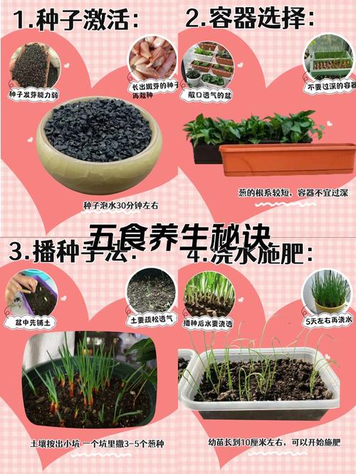 鳞茎种植小葱，管理技术有哪些要点？-图2