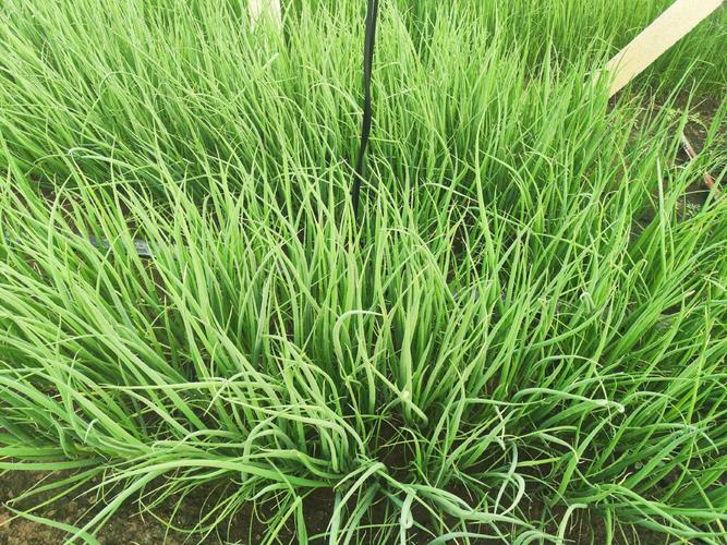 鳞茎种植小葱，管理技术有哪些要点？-图3