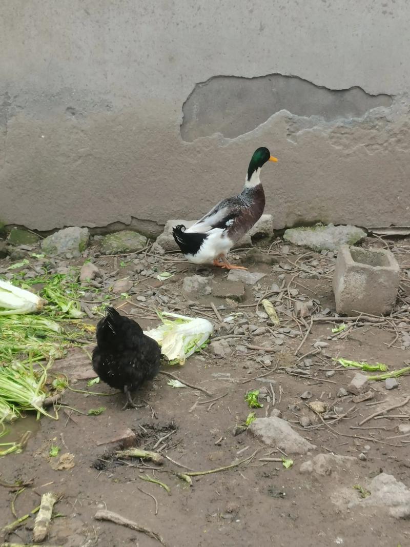 野外养鸭如何科学种植？-图2