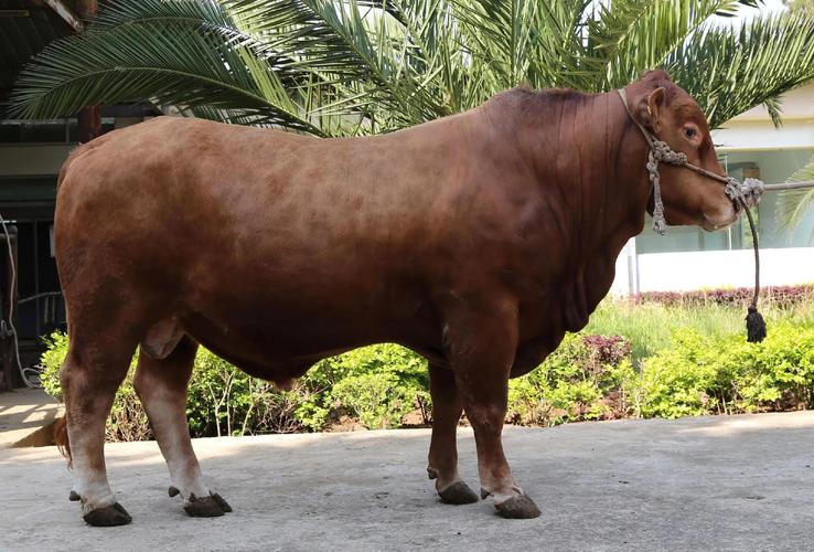 中国哪个品种的牛肉最好吃？-图1