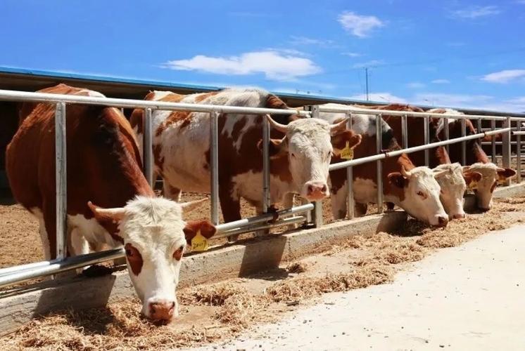 宁夏肉牛大型养殖技术如何高效实施？-图2