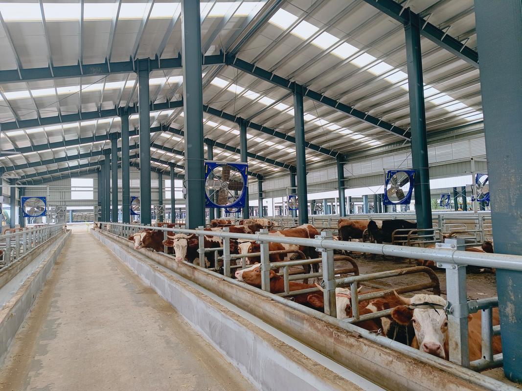 宁夏肉牛大型养殖技术如何高效实施？-图1