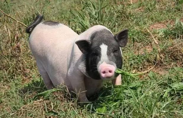 江西适合养哪些猪品种？-图2