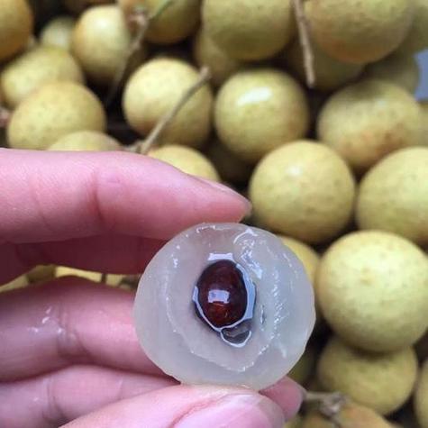 龙眼核最小品种是哪个?-图3 龙眼核最小品种是哪个?-图3
