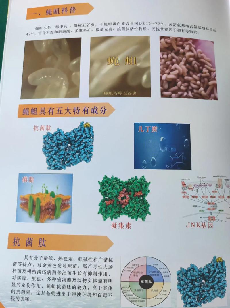 广东蝇蛆养殖技术，培训内容有哪些？-图1