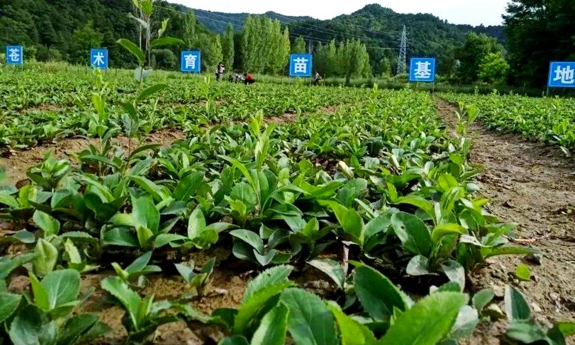 陕南苍术种植技术视频，关键点有哪些？-图1