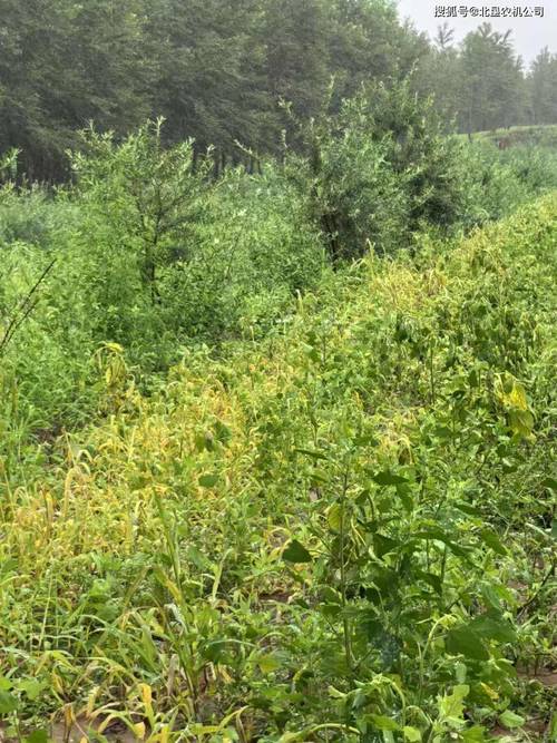 陕南苍术种植技术视频，关键点有哪些？-图3