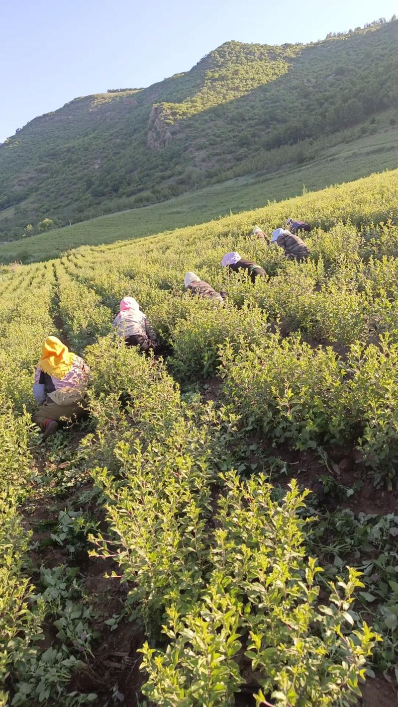 陕南苍术种植技术视频，关键点有哪些？-图2