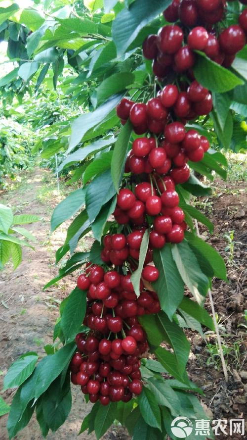 北方适合种哪些樱桃品种？-图1