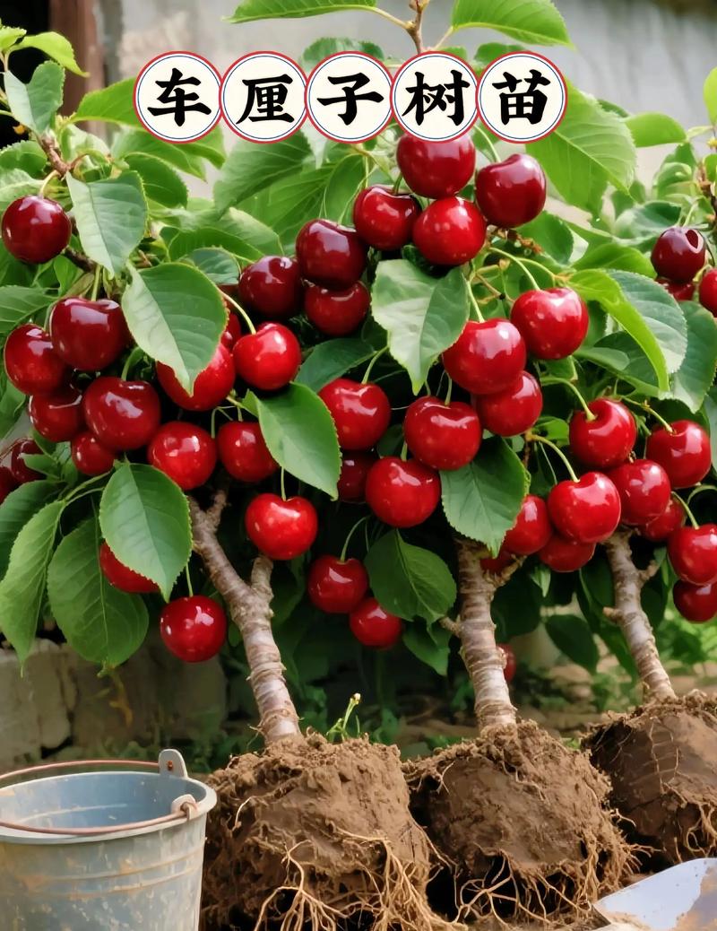 北方适合种哪些樱桃品种？-图2