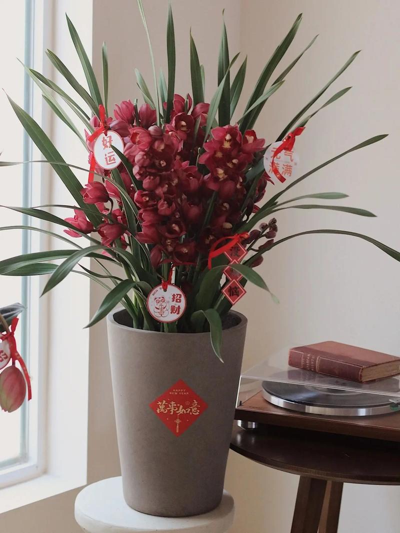 大花蕙兰哪个品种最好？-图2