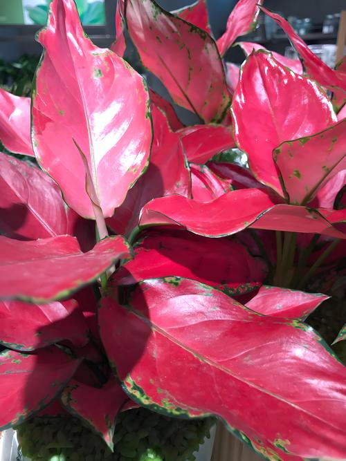 如意皇后常见品种有哪些？-图1