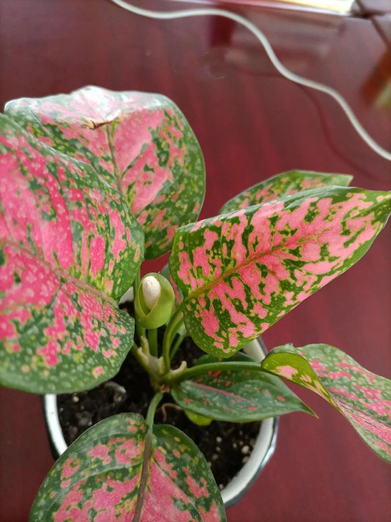 如意皇后常见品种有哪些？-图2