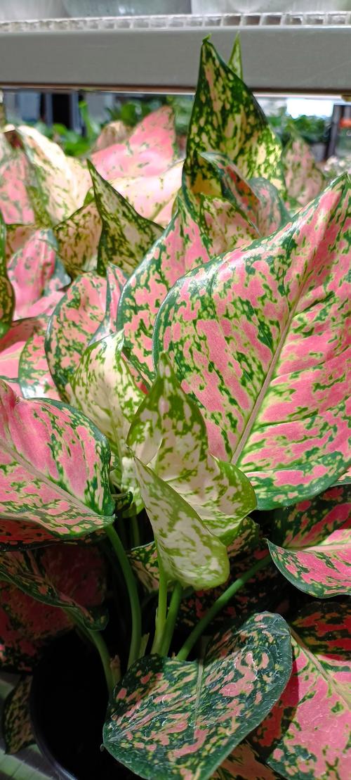 如意皇后常见品种有哪些？-图3