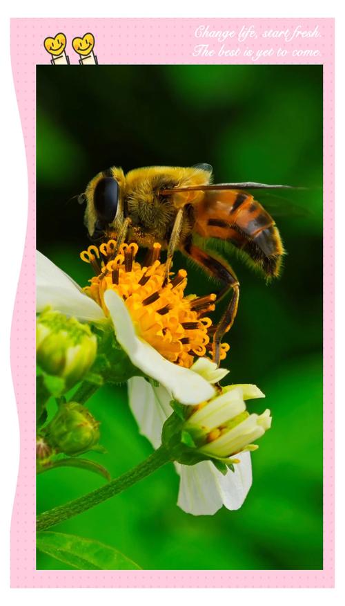 蜜蜂采蜜的品种有哪些？-图1