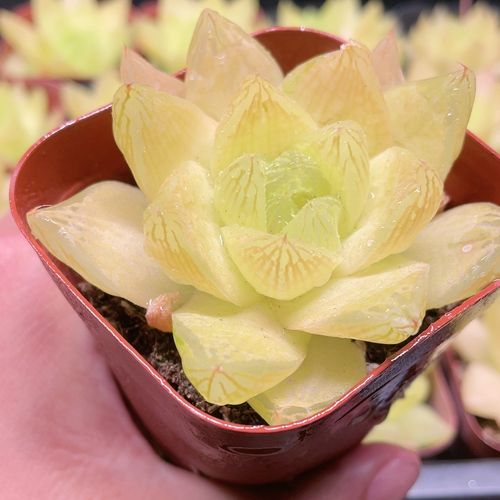 黄金菊玉露是菊科还是景天科品种?-图2 黄金菊玉露是菊科还是景天科品种?-图2