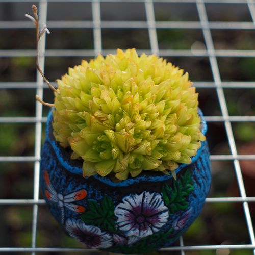 黄金菊玉露是菊科还是景天科品种?-图1 黄金菊玉露是菊科还是景天科品种?-图1