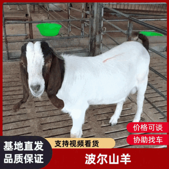 山东波尔山羊母羊价格多少?-图1 山东波尔山羊母羊价格多少?-图1