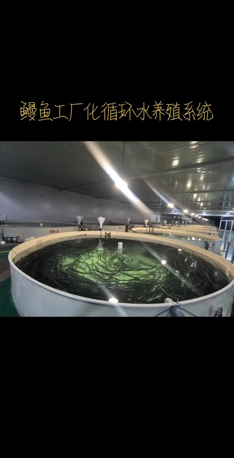 室内鳝鱼无土养殖技术可行吗？-图1