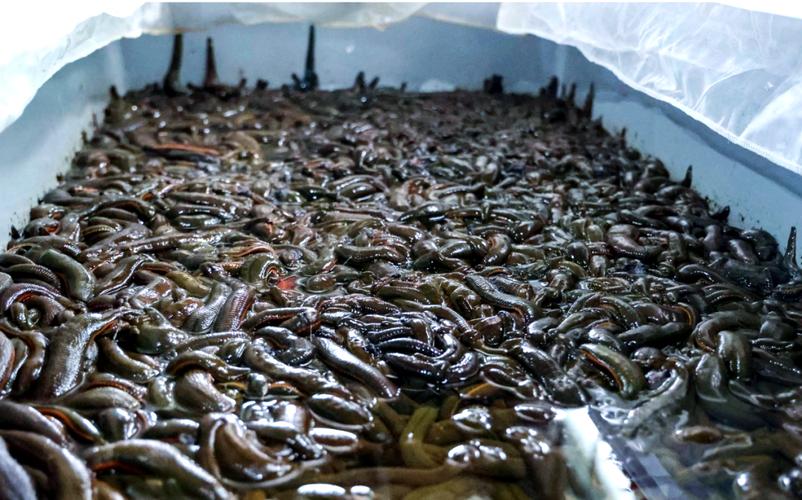 央视水蛭养殖技术视频靠谱吗?-图1 央视水蛭养殖技术视频靠谱吗?-图1