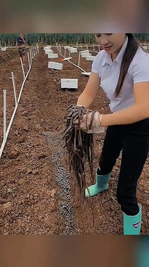 山东蚯蚓养殖技术要点有哪些?-图1 山东蚯蚓养殖技术要点有哪些?-图1