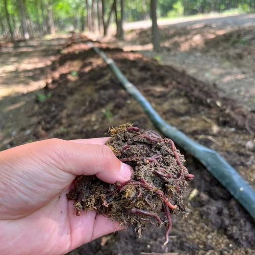 山东蚯蚓养殖技术要点有哪些?-图2 山东蚯蚓养殖技术要点有哪些?-图2