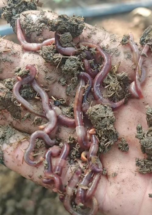 山东蚯蚓养殖技术要点有哪些?-图3 山东蚯蚓养殖技术要点有哪些?-图3