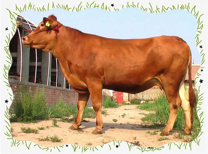 中国牛品种哪个最好？-图1